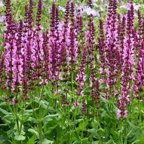 Шавлія Дубравна Sensation "Medium Pink" (188218) 1 саженец - фото 1