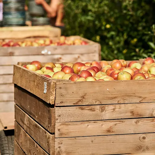 Сік Коник Яблучний з м'ятою 3 л (723073) - фото 3