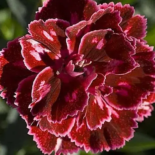 Гвоздика Махрова "Super Trouper Diwali" (188617) 1 саженец - фото 1