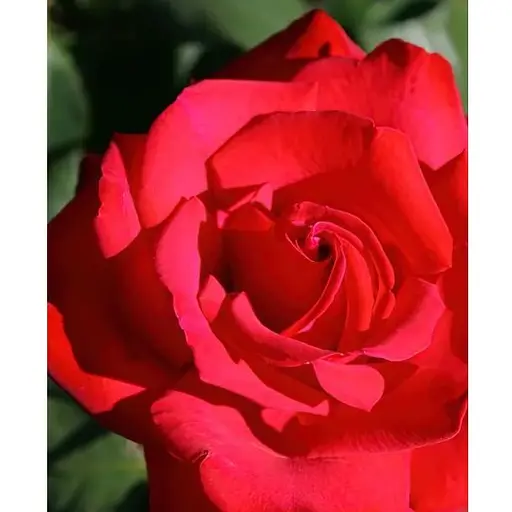 Роза в контейнере чайно-гибридная "Grande Amore" (садник класса АА+) (185750) 1 саженец - фото 1