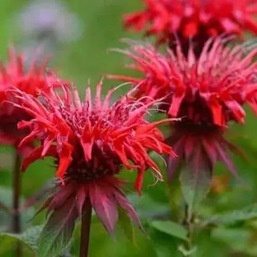 Бергамот (Монарда) "Red Joy" (183700) 1 саженец - фото 1