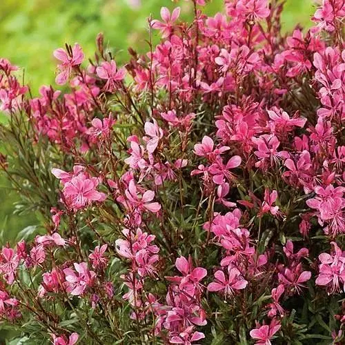 Гаура Ліндхеймера "Baby Butterfly" (ефектний багаторічник) (189483) 1 саженец - фото 1