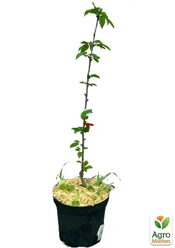 Черешня жовта Agro-Market "Дрогана жовта" укорінена в контейнері (саджанець 2 роки) (153202) 1 саджанець в упаковці - фото 3