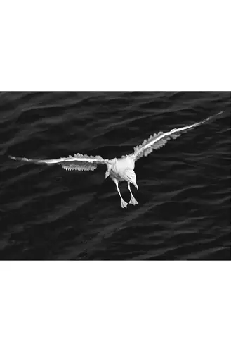 Джонатан Лівінгстон, мартин - фото 7