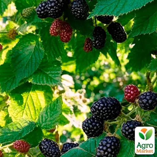 Ежевика Agro-Market "Arapaho" (высокоурожайный сорт, ранний срок созревания) (187558) 1 саженец в упаковке - фото 1