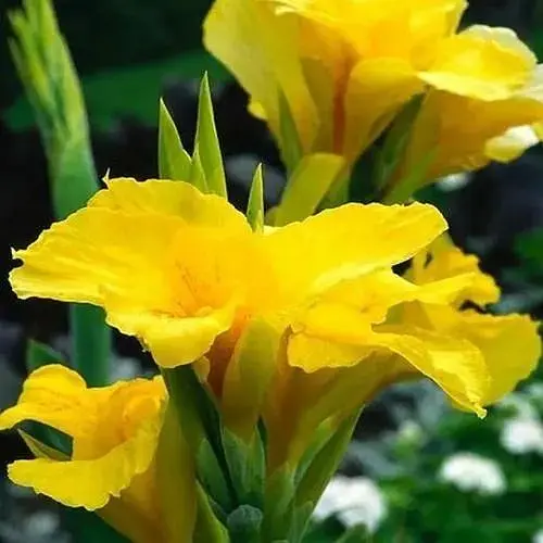 Канна "Yellow King Humbert" (184674) 1 шт - фото 1