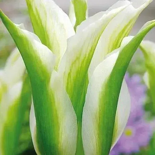 Тюльпан "Spring Green" 3 шт (47624) - фото 1