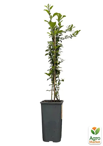 Піраканта "Soleil d'Or" 3-річна (висота 80-100см) (184991) 1 саженец - фото 2