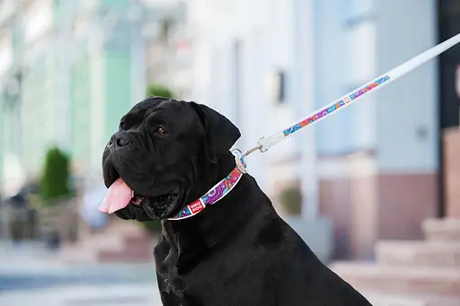 Ошейник для собак кожаный Waudog Design с QR-паспортом "Лето" XL Ш 35 мм Д 46-59 см белый - фото 5