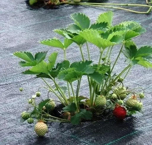 Агротканина Shadow 110 г/м² 0.8 x 50 м чорна (ГТЧ000111) - фото 5