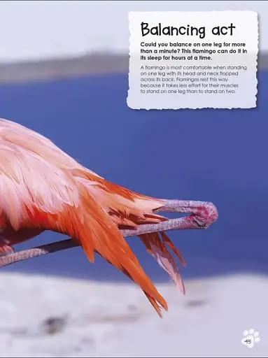 Animal Antics - фото 5