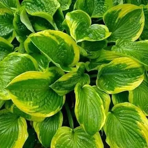 Хоста "Hameleon" (114643) 1 шт - фото 1