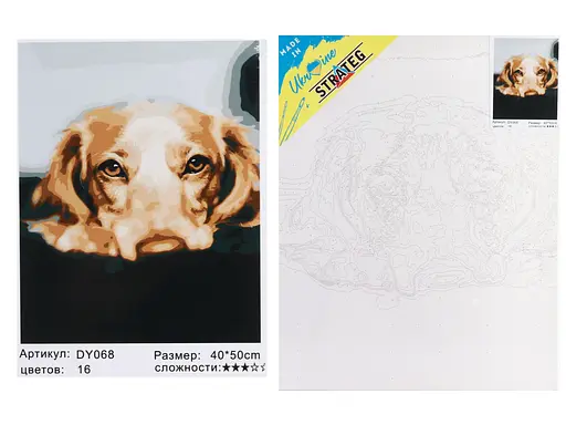 Набір для розпису по номерах Золотий лабрадор, Strateg, 40x50 см, DY068