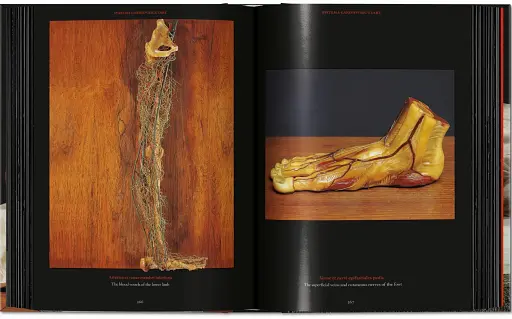 Anatomical Waxes. 45th Edition - фото 17
