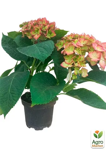 Гортензія квітуча крупнолистова "Magical Ruby Tuesday" вазон С1,5 (184871) 1 саженец - фото 2