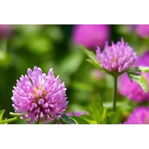 Клевер красный "Рубиновая поляна" Весна цена за 40г (21983) - фото 1