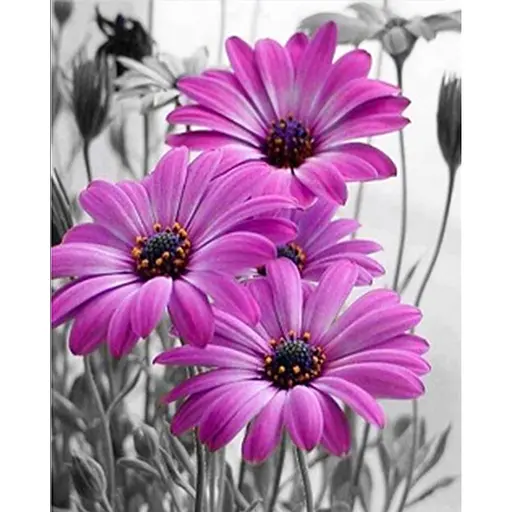 Картина Алмазна мозаїка 40 * 50 см зі стразами на підрамнику Гербери - фото 1