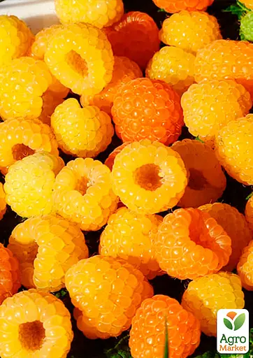 Малина Agro-Market "Ярославна" (ремонтантный сорт, средний срок созревания) 1-летний саженец (189522) 1 шт в упаковке - фото 2