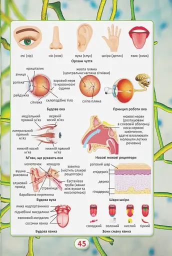 Ви маєте це знати. Тіло людини - фото 10