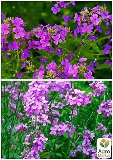 Матиола "Многолетняя" Весна 8г (22425) - фото 4