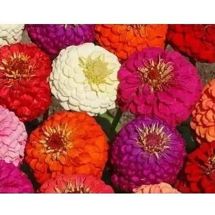 Циния "Карликовая смесь" Весна 0.4г (16027) - фото 1