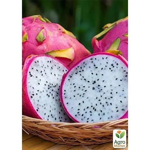 Питахайя 2х-летняя Agro-Market (183099) 1 саженец в упаковке комнатный - фото 2