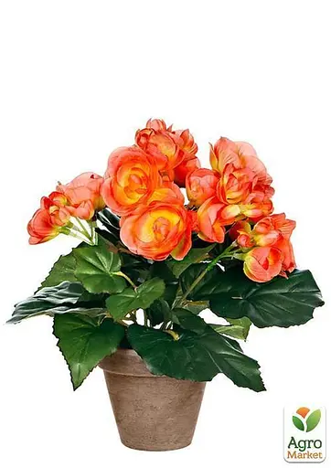 Бегония махровая "Лососевая" 1 шт (35478) - фото 3