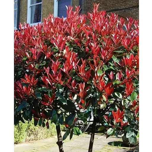 Фотинія Фразера "Red Robin" вазон С3 висота 25-60см (93951) 1 саженец - фото 1