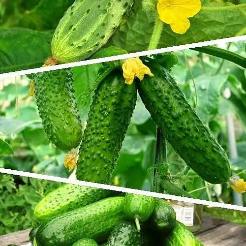 Огірок "Суміш кращих популярних сортів" ТМ "Весна"  5г (45524) - фото 1