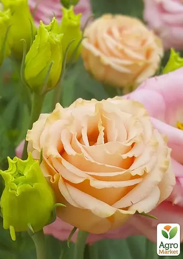 Эустома махровая "Borealis Apricot" укоренена в контейнере Р9 (51988) 1 саженец - фото 2