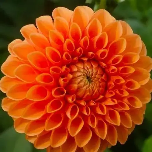 Жоржина "Souvenir Dete" (176116) 1 шт - фото 1