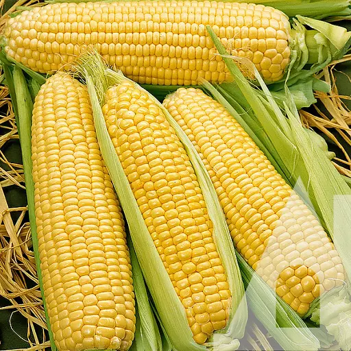 Кукурудза цукрова Садиба Турбін F1, 100 шт.