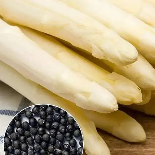 Спаржа "Аржентельська" (зіпер) ТМ "Весна" 0,5г (183407) - фото 1