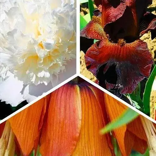 Микс луковиц Agro-Market из 3-х сортов Весенний аромат (Spring scent) 3шт луковиц (47772) - фото 1