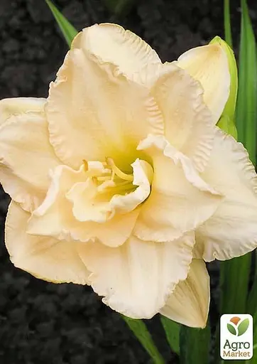 Лилейник "Land of Cotton" 1 шт (40981) - фото 2