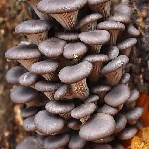 Сухий зерновий міцелій "Глива звичайна" 10г (45492) - фото 1