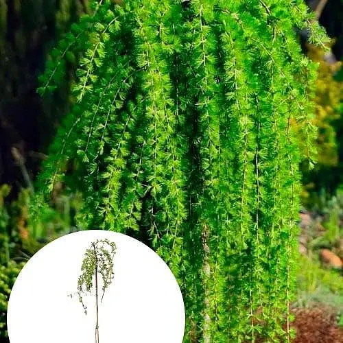 Модрина японська Agro-Market на штамбі Stiff Weeper С4 висота штамба 100-120 см 185070 1 саджанець в упаковці - фото 1