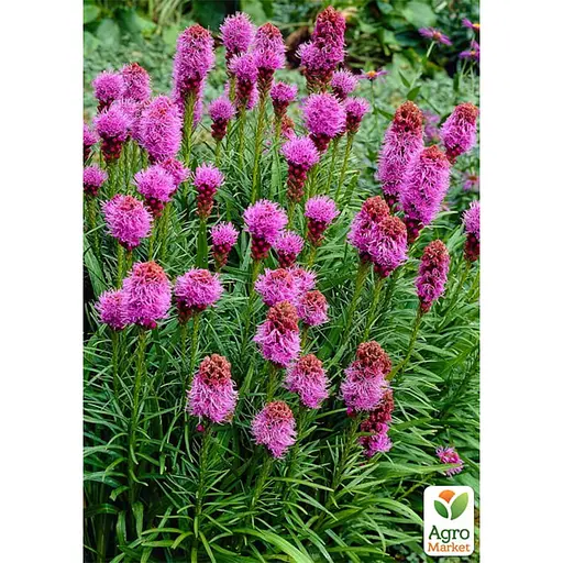 Лиатрис колосковый Kobold вазон С2 1 саженец (187721) - фото 1