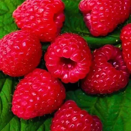 Малина Agro-Market "Зюгана" (один из ведущих ремонтантных сортов) 1-летний саженец (189492) 1 шт в упаковке - фото 1