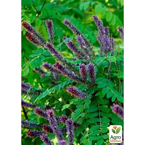 Аморфа кустарниковая (прекрасный медонос и пыльценос) Agro-Market Р9 (189165)1 саженец в упаковке - фото 1