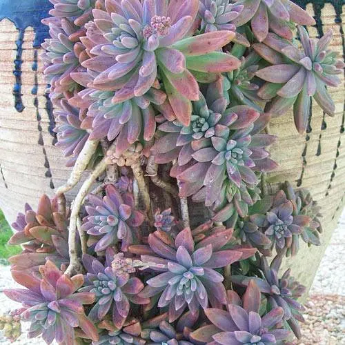 Граптоседум "Francesco Baldi" (182495) 1 саженец (комнатный) - фото 4