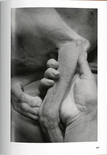 The Dog in Photography. 1839-Today - фото 3