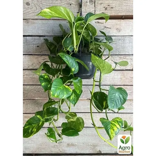 Эпипремнум Agro-Market Pinnatum 20-30см (185109) 1 саженец в упаковке Нидерланды - фото 4