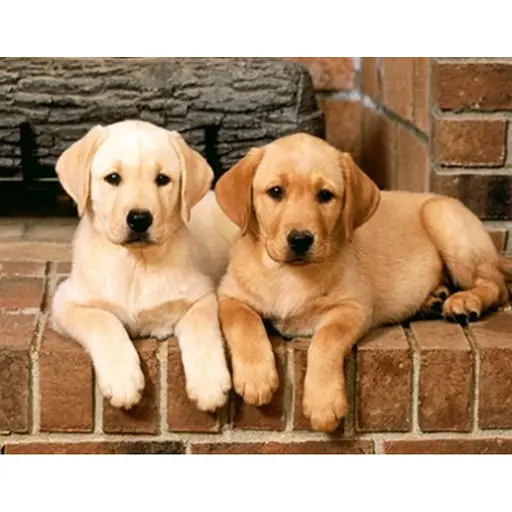 Алмазна вишивка на підрамнику Добряки песики 40*50 см - фото 1