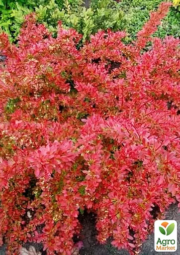 Барбарис Тунберга 2-х річний "Orange Dream" С2 (188047) 1 саженец - фото 2