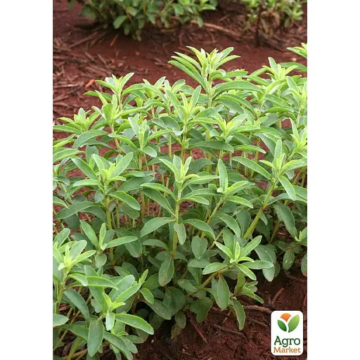 Стевия "Sweet leaf" (сахарозаменитель, лекарственное растение), С2 (184456) 1 саженец в упаковке - фото 4