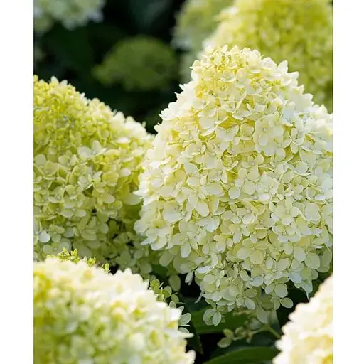 Гортензія волотиста 2-річна "Living-Cotton Cream" висота саджанця 20-30см (186199) 1 саженец - фото 1