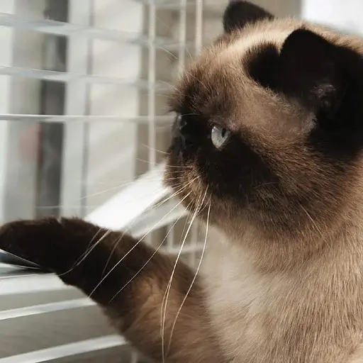 Cats Gone Bad - фото 4