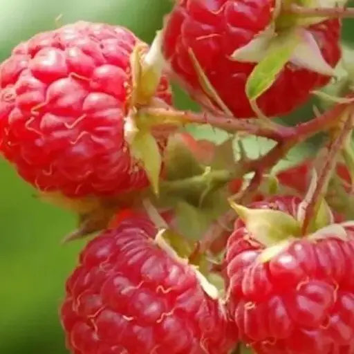 Малина Agro-Market "Glen Moy" (ранний срок созревания) 1-летний саженец (189466) 1 шт в упаковке - фото 1