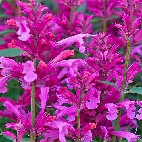 Агастахис "Rosie Posie" (лофант многолетний, цветет до заморозков) (188535) 1 саженец в упаковке - фото 1